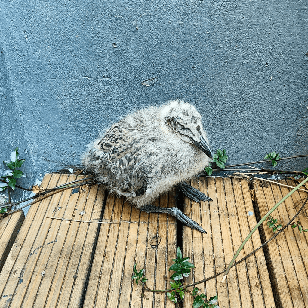 A fluffy seagull chick sitting on the ground outside