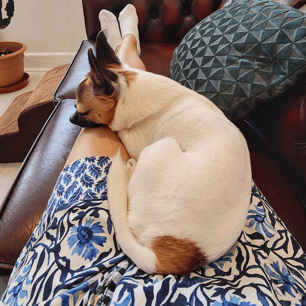 A small dog peacefully sleeping on a person's lap while they sit on a couch.