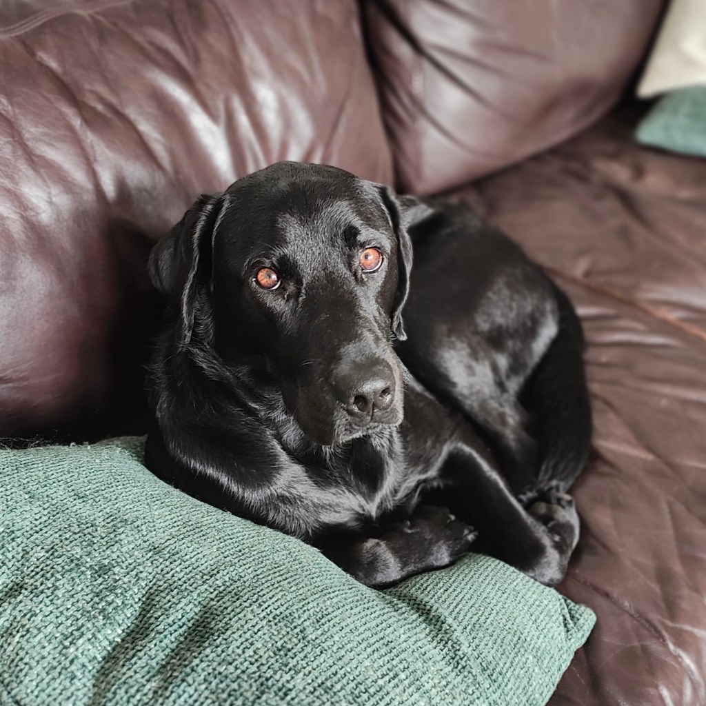 A black Labrador resting on a green pillow on a brown leather couch, looking directly at the camera.