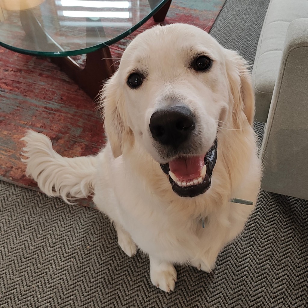 A happy golden retriever sitting on a patterned rug with a joyful expression.