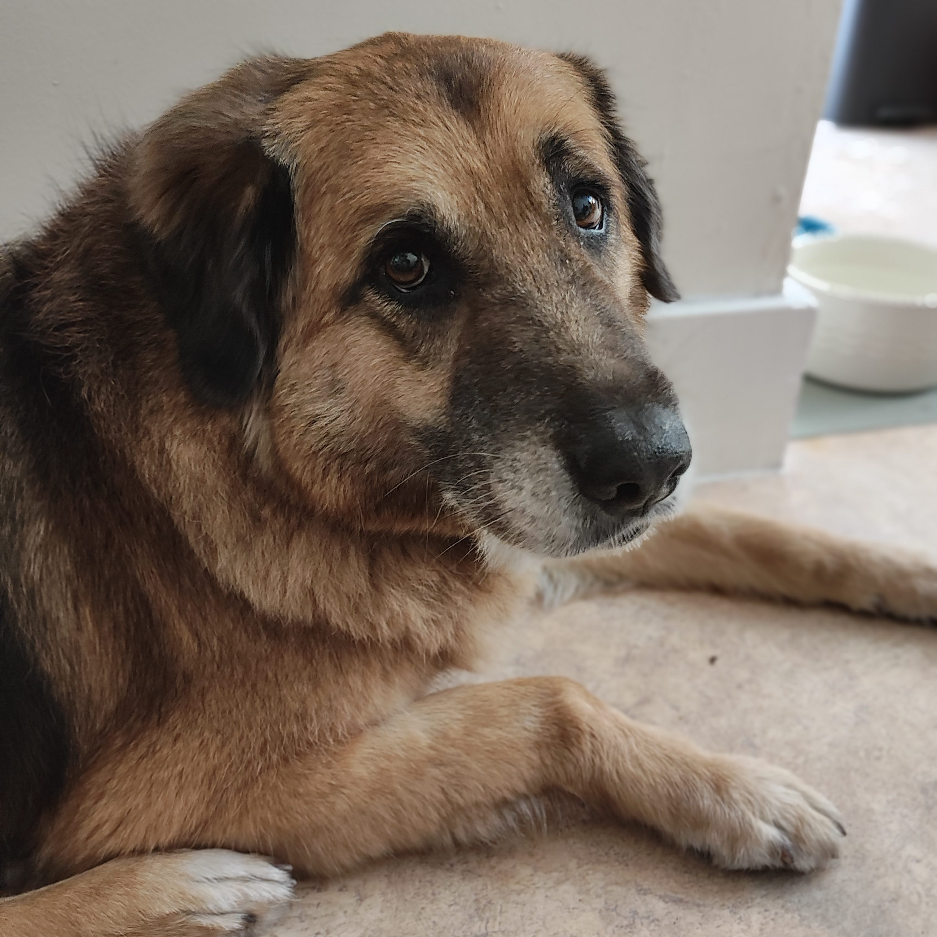 Close-up of a medium-sized dog resting comfortably on the floor, with a focused expression and a water bowl in the background.